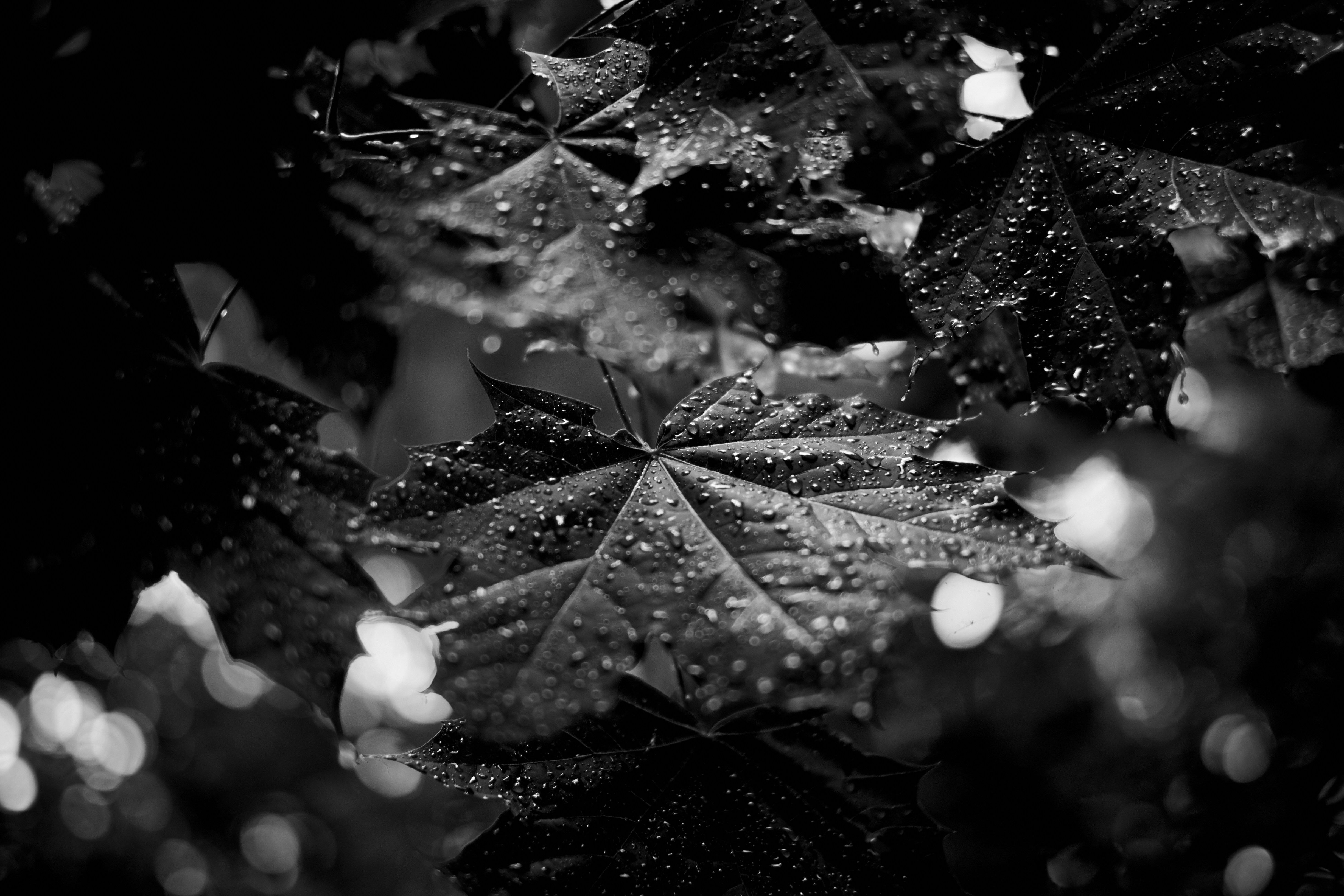 Free Unsplash photo from Thomas Millot