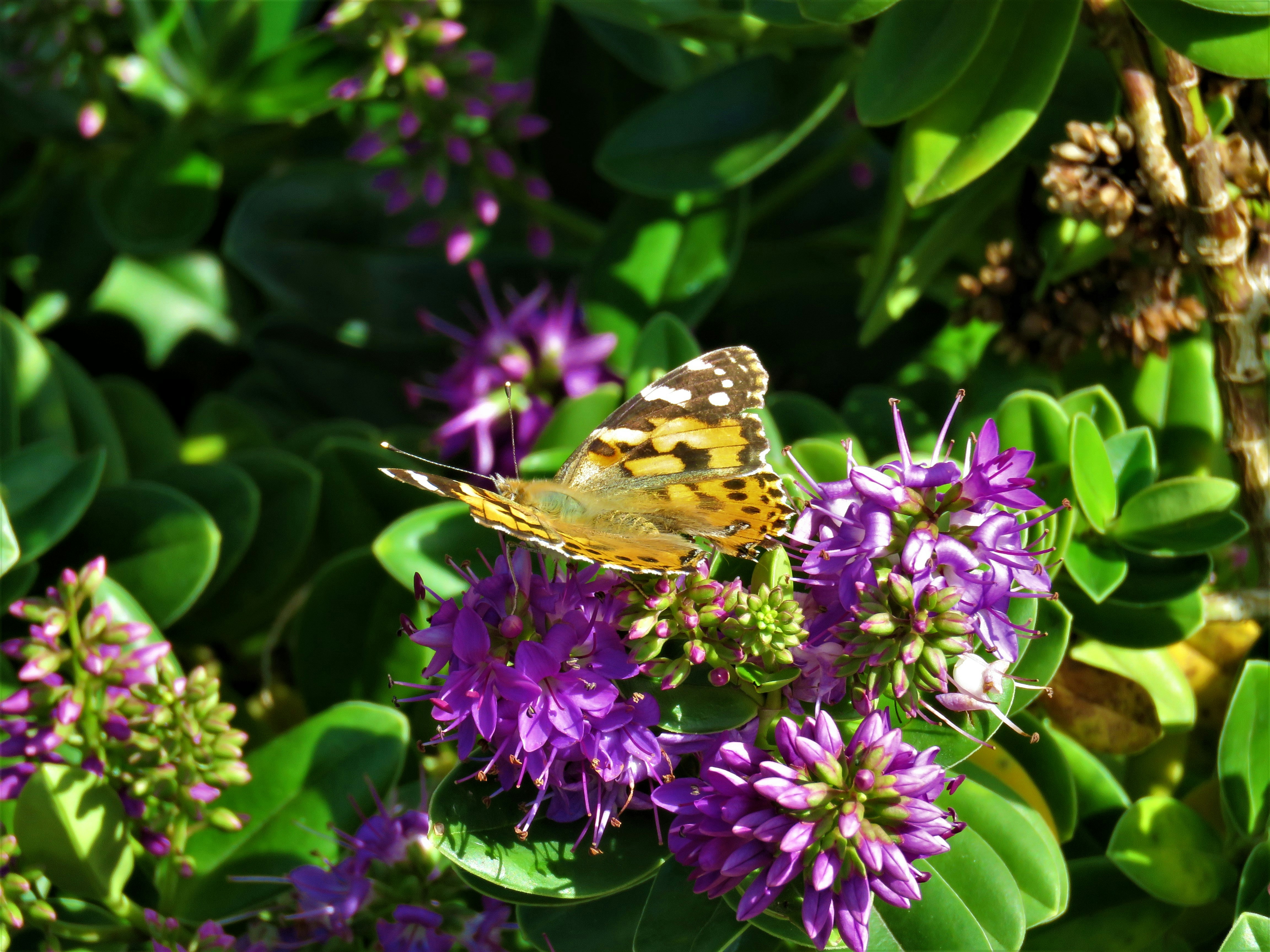 Free Unsplash photo from Chris Child