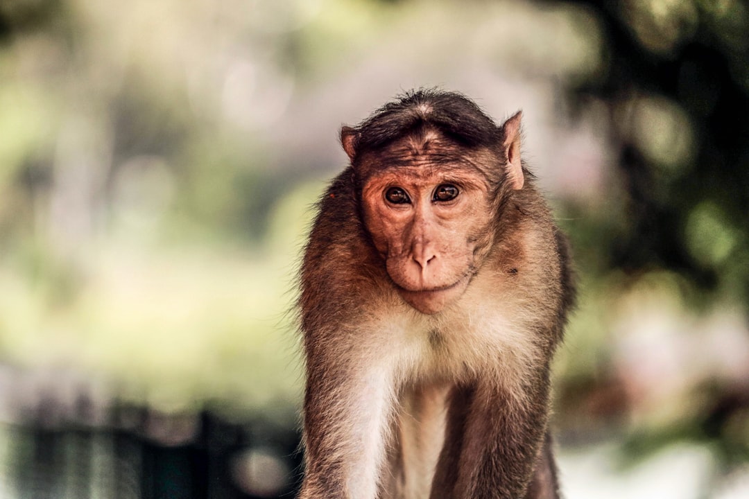 shallow focus photography of monkey