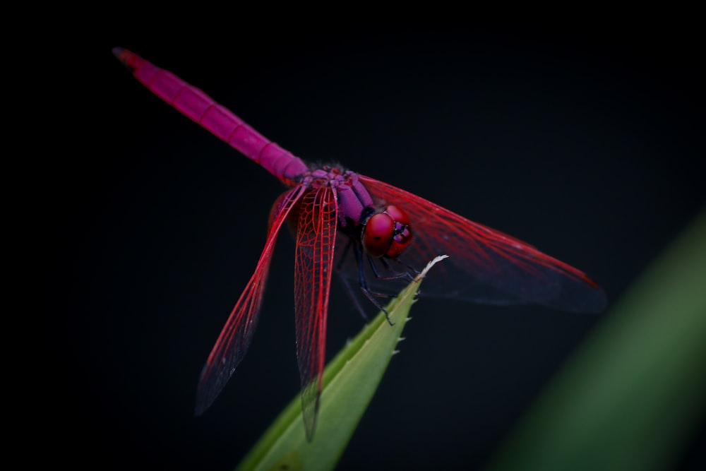 macro photography of red dragongly