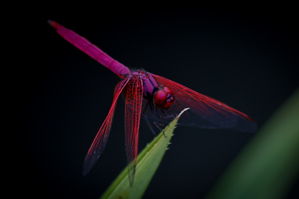 fotografia macro de dragongly vermelho