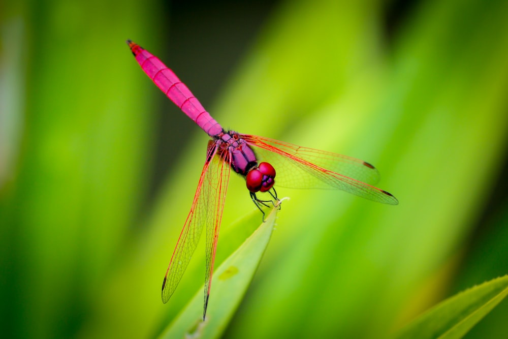 pink dragonfly perching on green leaf