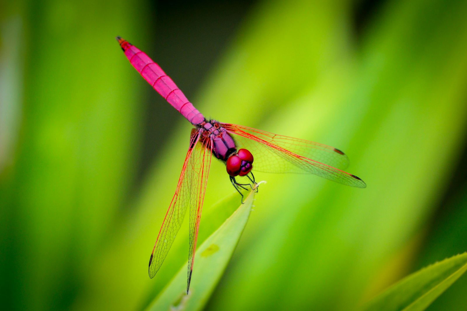 Canon EOS 750D (EOS Rebel T6i / EOS Kiss X8i) + Canon EF-S 55-250mm F4-5.6 IS II sample photo. Pink dragonfly perching on photography