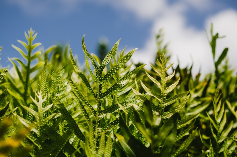 흐린 하늘 아래 선형 녹색 잎 식물의 초점 사진