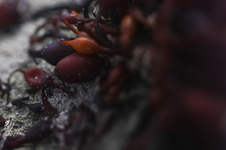 A close-up of dark brown and reddish seaweed lying on a sandy surface. The image captures intricate details of the seaweed's texture and the subtle color variations. The focus highlights some parts of the seaweed while others blend smoothly into the background.