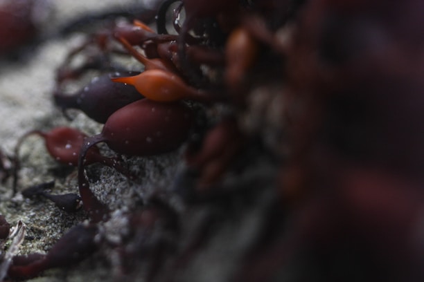 A close-up of dark brown and reddish seaweed lying on a sandy surface. The image captures intricate details of the seaweed's texture and the subtle color variations. The focus highlights some parts of the seaweed while others blend smoothly into the background.