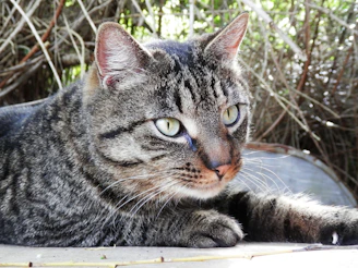 A classic tabby Siberian cat lounging elegantly on a vintage gold chain draped over a wooden table.