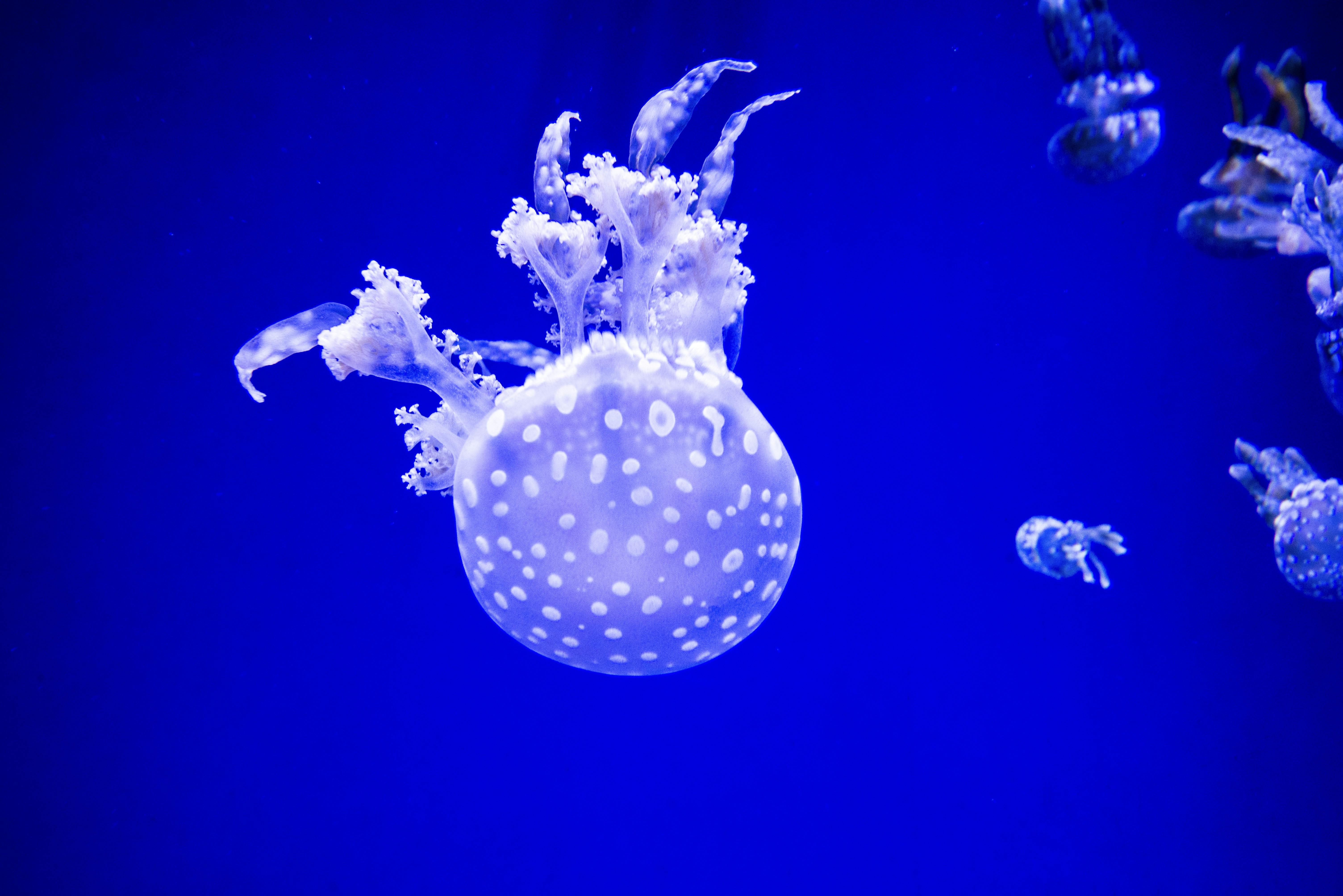 Free Unsplash photo from Enrico Carcasci