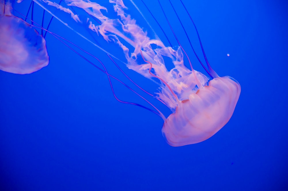 closeup photo of jellyfish