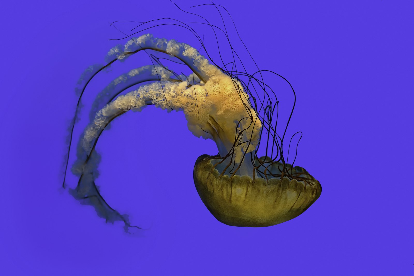 Sony DT 35mm F1.8 SAM sample photo. Beige jellyfish on blue photography