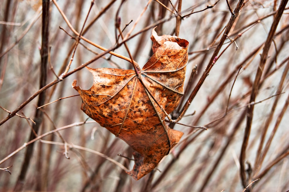 brown leaf on tree