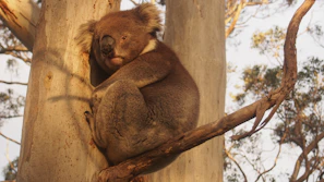 An intimate portrait of a koala nestled in the fork of a tree, its fur textured and eyes calm and soulful.