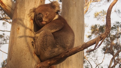 A close-up of a koala nestled in eucalyptus branches, bathed in soft morning light.
