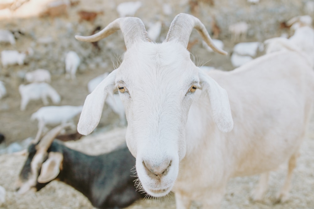 herd of goats under sunny sky