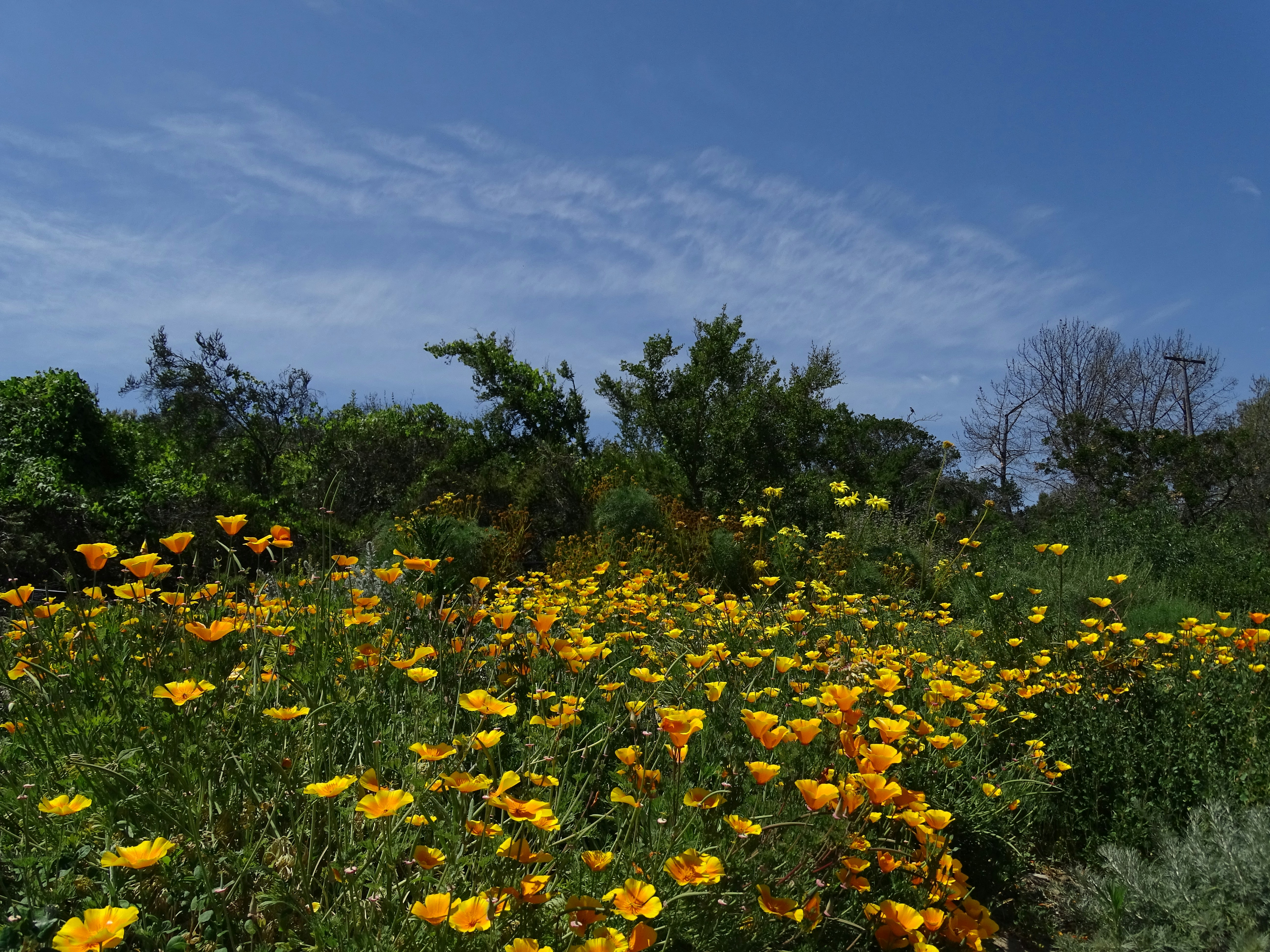 Free San Diego Botanic Garden Image On Unsplash