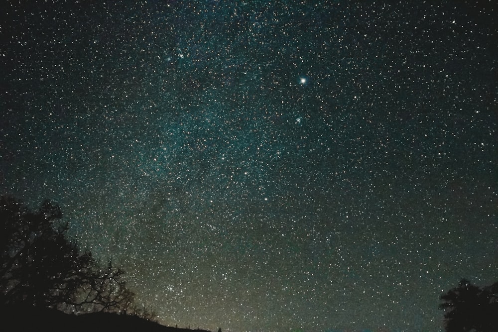 silhouette of trees under starry night