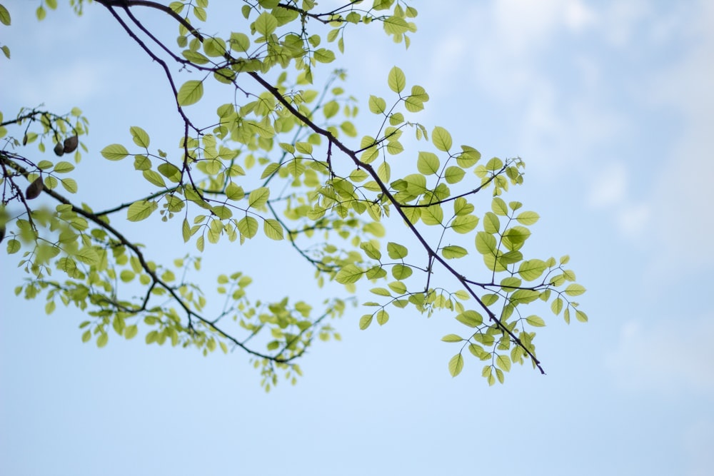 Fotografía de ángulo bajo de un árbol de hojas verdes