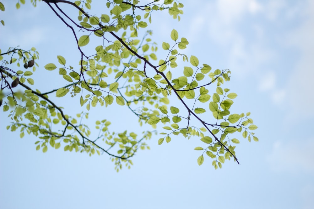 Photographie en contre-plongée d’un arbre à feuilles vertes