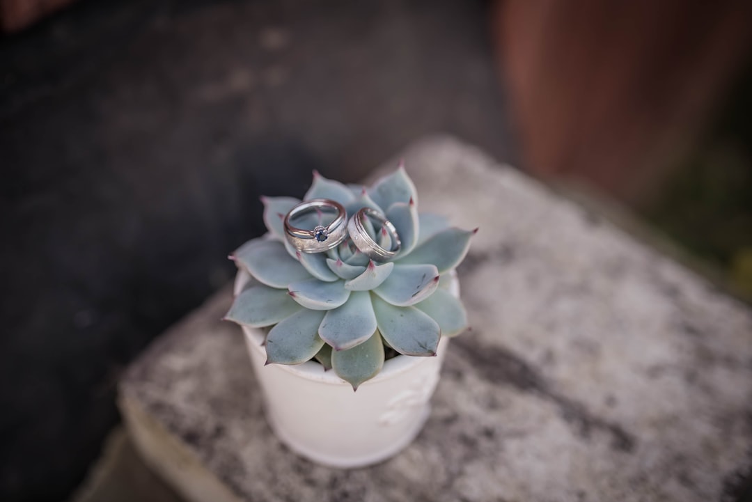  shallow focus photography of two silver colored rings pot container utensils