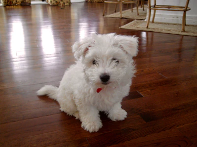 Playful teacup Pomeranian puppy with a bright ribbon collar sitting on a wooden floor.
