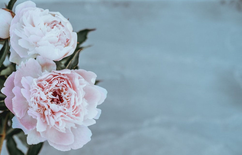 Photographie de fleurs roses à mise au point peu profonde