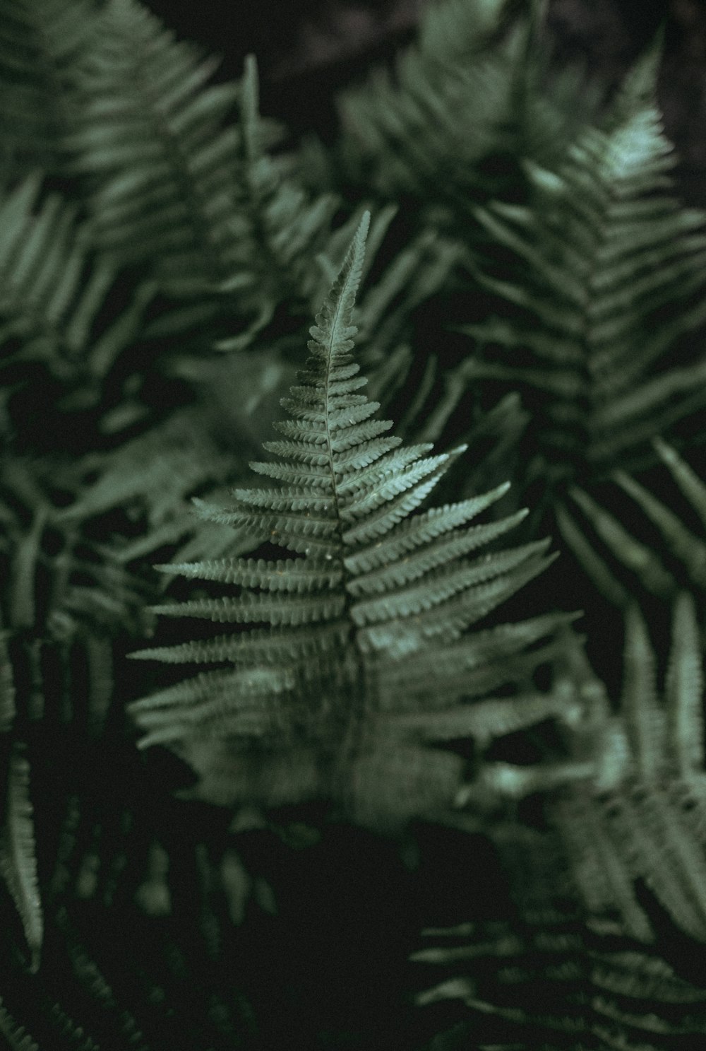 foto de closeup da planta de folhas verdes
