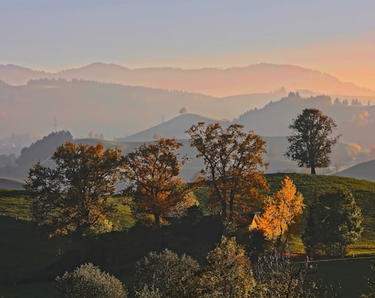 trees on top of mountain in Hirzel Switzerland