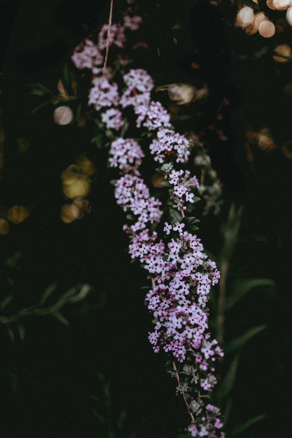 shallow focus photography of pink plants