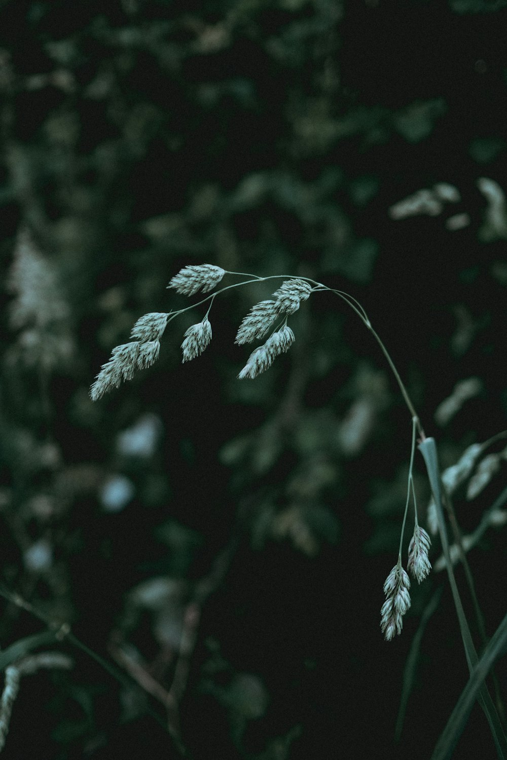 緑の葉植物の選択焦点写真