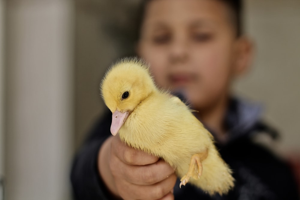 bambino che tiene l'anatra gialla