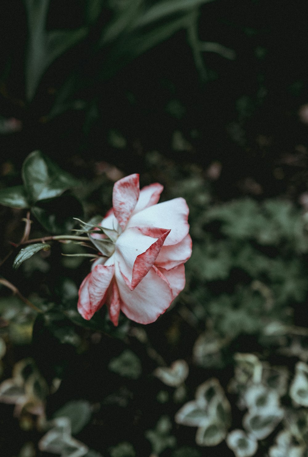 꽃의 얕은 초점 사진