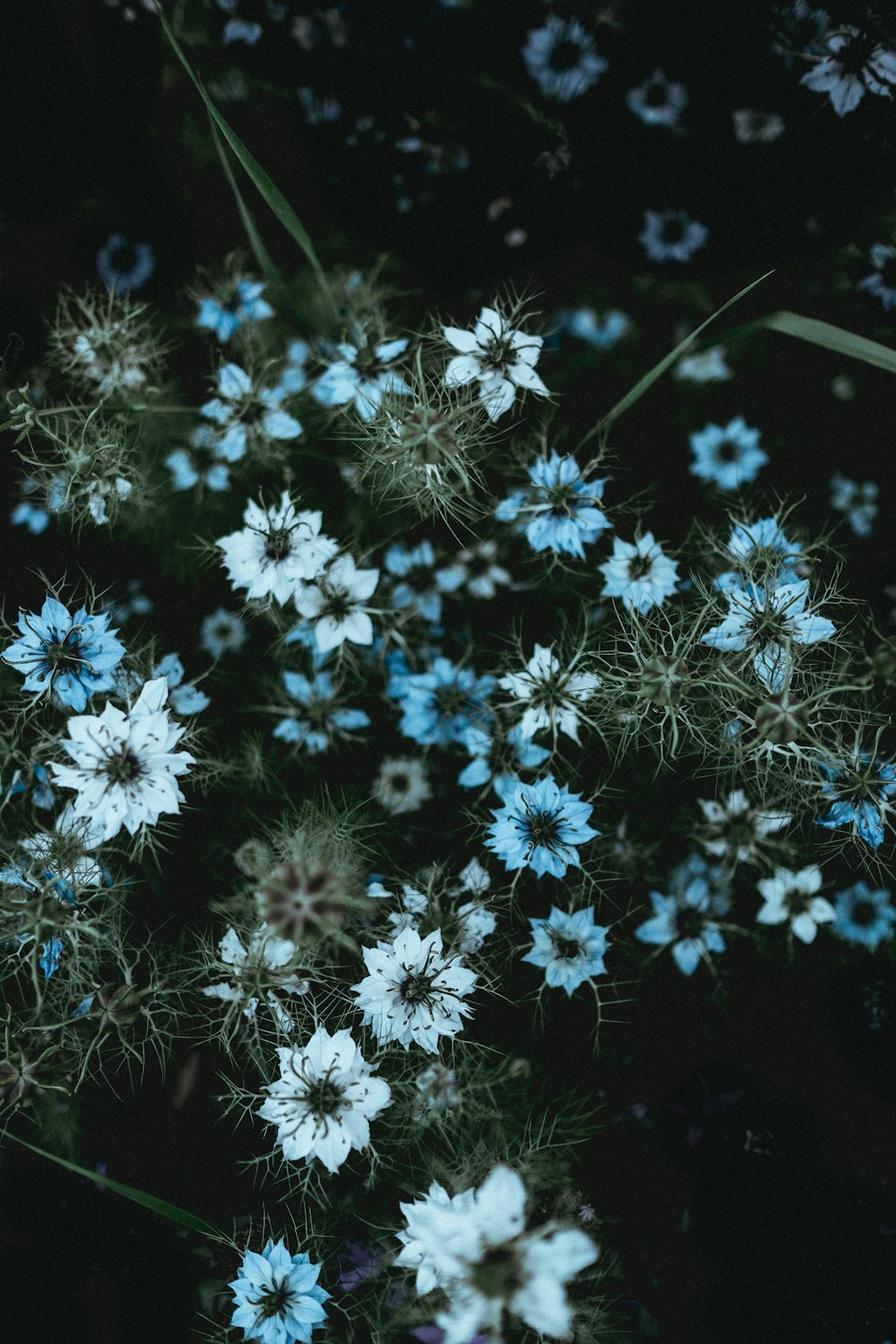 white petaled flower lot with green leaves