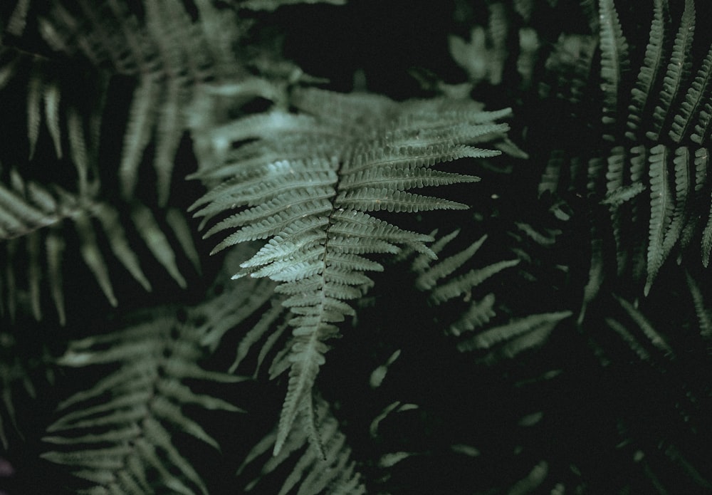 Photographie à mise au point peu profonde d’une plante de fougère verte