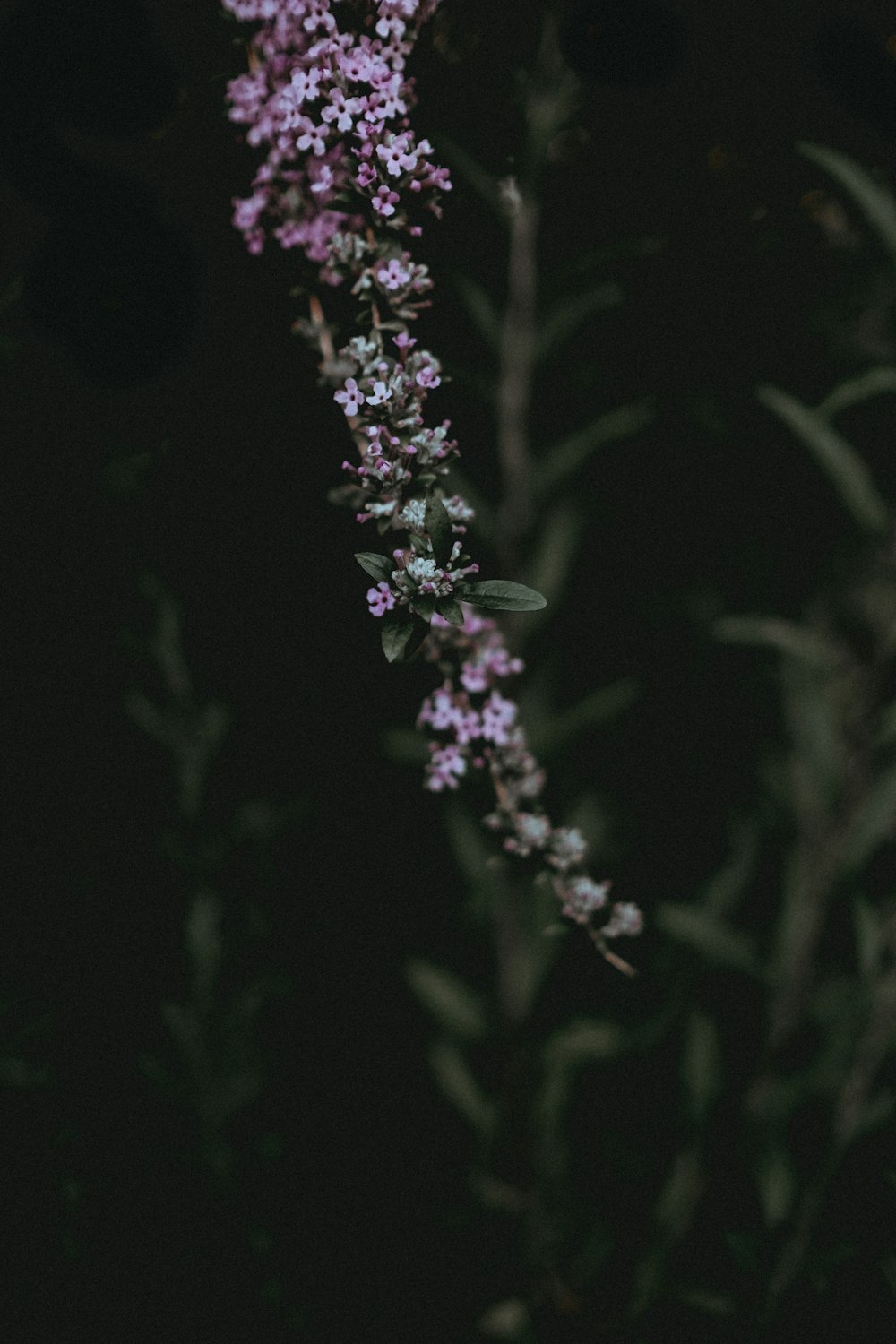 purple petaled flower