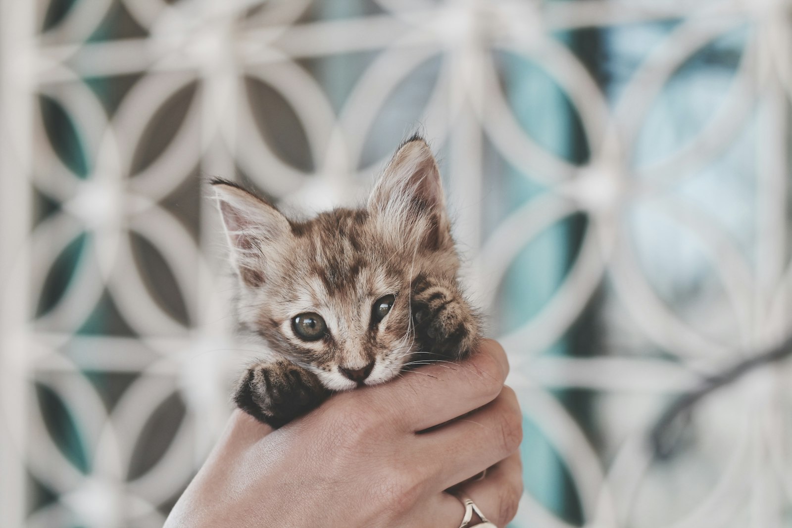 Canon EOS 1100D (EOS Rebel T3 / EOS Kiss X50) + Canon EF 50mm F1.8 STM sample photo. Brown tabby kitten photography