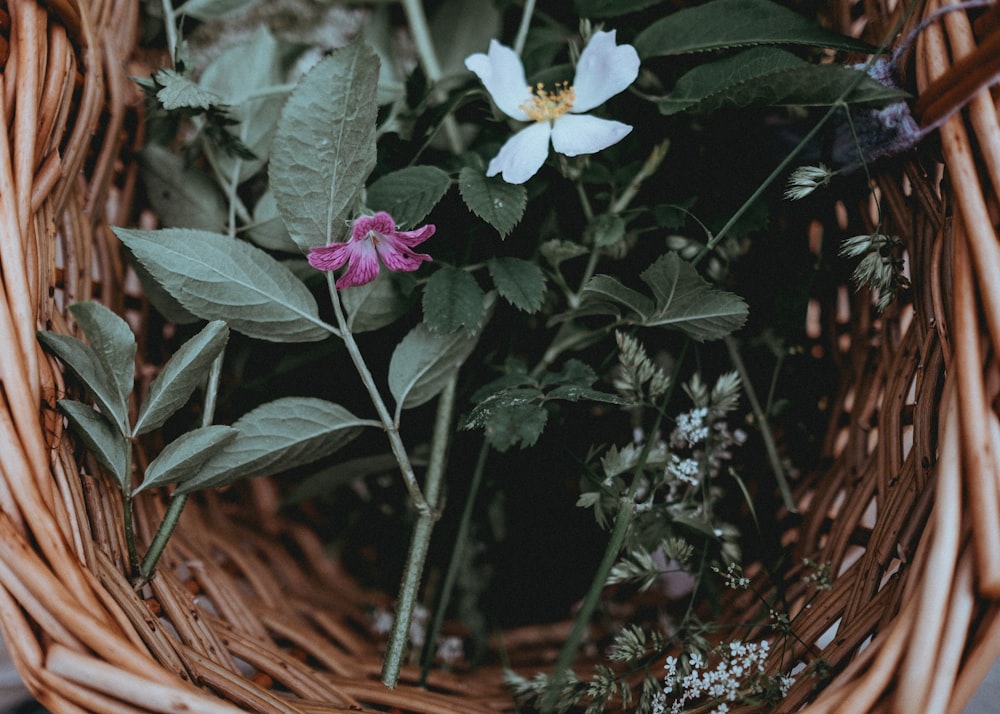 pink petaled flower in basket