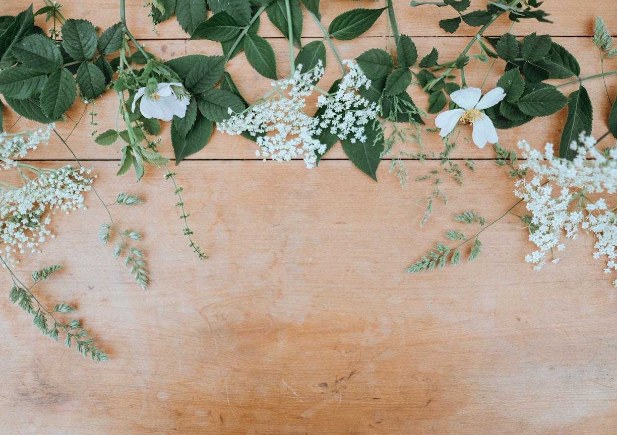 white petaled flowers with green leaves