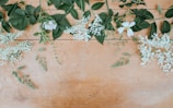 white petaled flowers with green leaves
