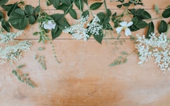 white petaled flowers with green leaves