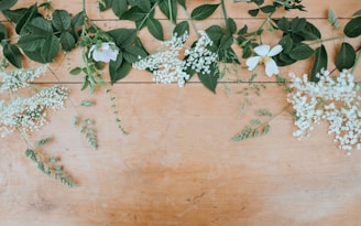 white petaled flowers with green leaves