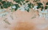 white petaled flowers with green leaves