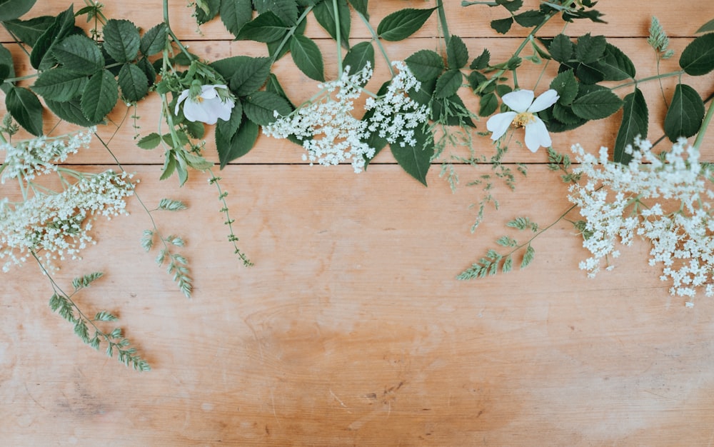 Flores brancas de pétalas com folhas verdes