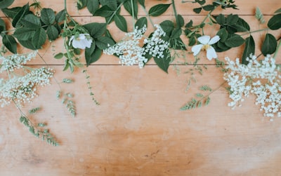 white petaled flowers with green leaves flatlay teams background
