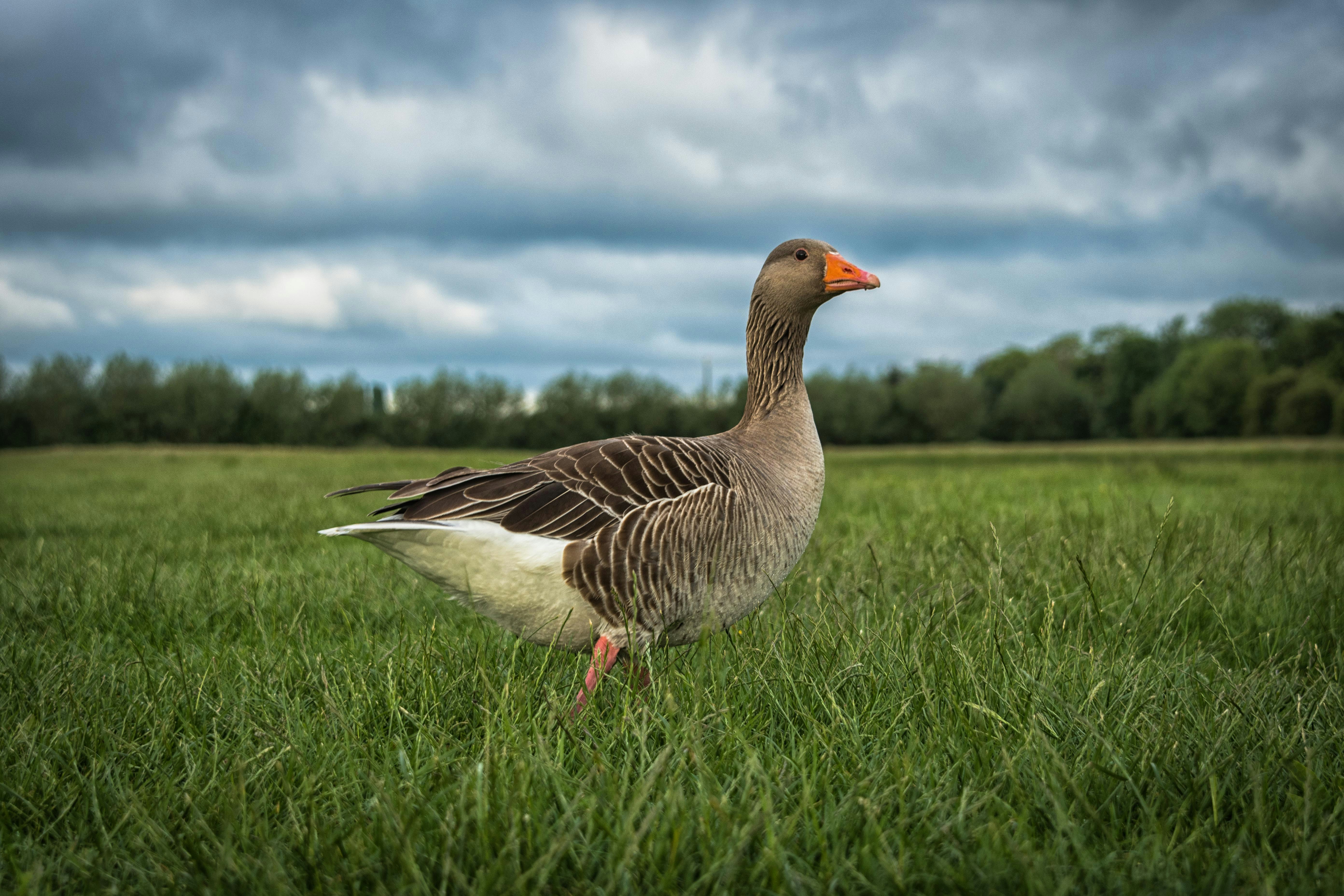 Free Unsplash photo from Elliot Banks