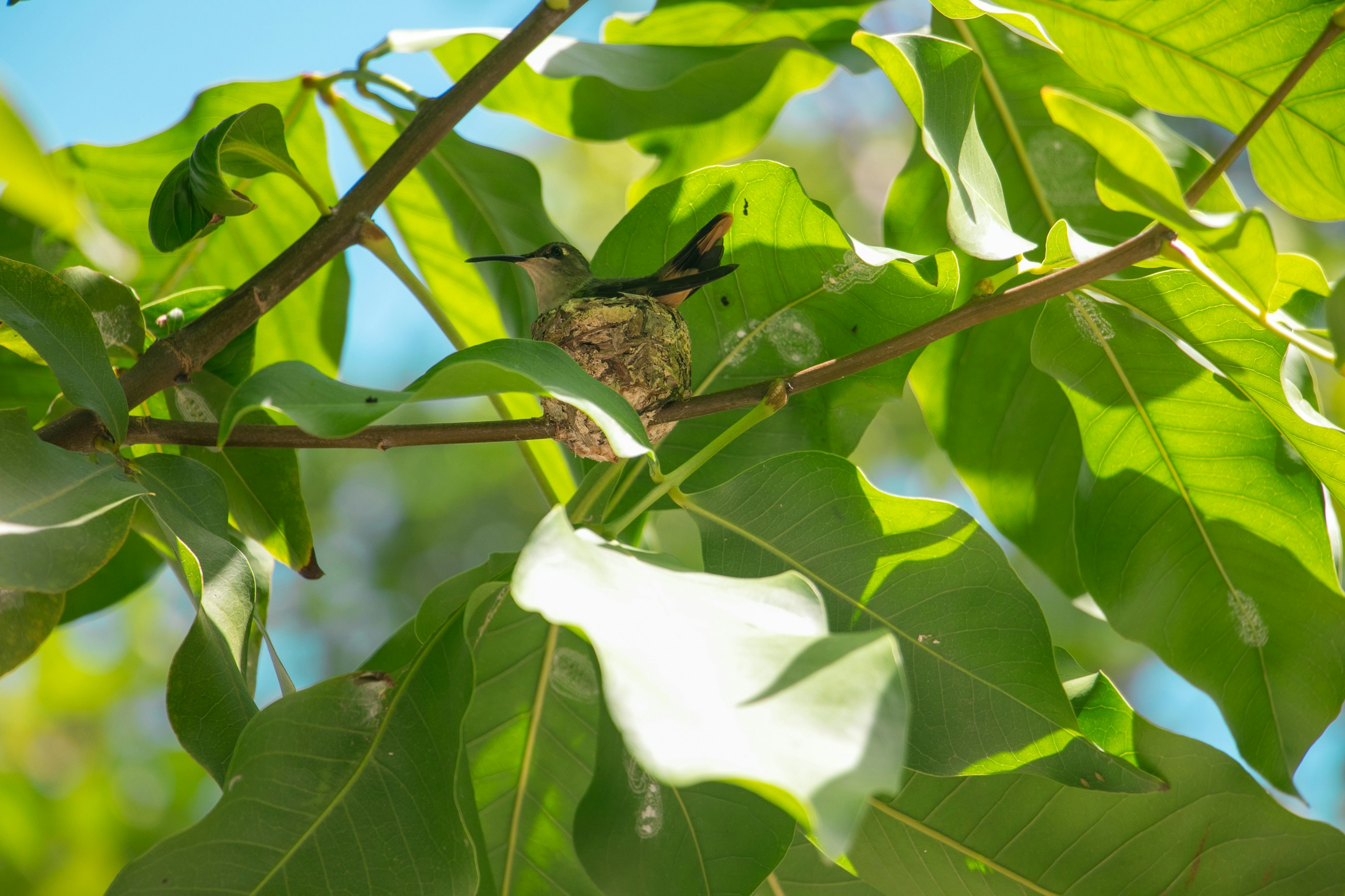 Free Unsplash photo from Kerim Murtaza