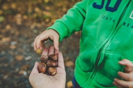 A child's hand reaching towards an open hand holding several acorns. The child is wearing a bright green hoodie with part of a logo visible. The background consists of a blurred, natural setting, possibly a forest floor.