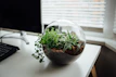Small desktop planters with green leafy plants arranged neatly beside office supplies on a modern desk.