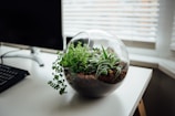 A peaceful workspace with a small terrarium on the desk, bringing a touch of nature to a screen-filled environment.