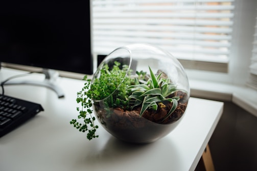 A glass terrarium containing various small green plants is placed on a white desk near a computer monitor and keyboard. The desk is situated by a window with blinds, allowing natural light to illuminate the workspace.