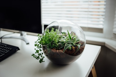 A glass terrarium containing various small green plants is placed on a white desk near a computer monitor and keyboard. The desk is situated by a window with blinds, allowing natural light to illuminate the workspace.